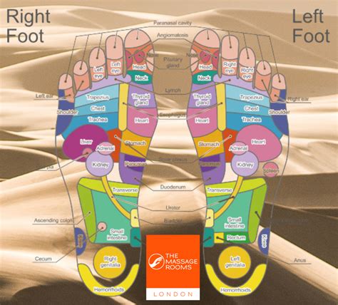 Foot Ankle Reflexology Chart