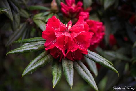 Red Rhododendron Stanley Park Photo Richard Wong Photography