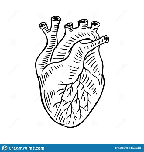 Human Heart Hand Drawing Illustration Stock Illustration