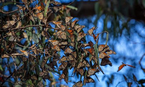 Theyre Back Monarch Butterfly Population Highest Its Been In 20