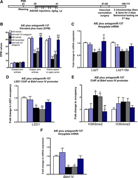 Microrna 137 Drives Epigenetic Reprogramming In The Adult Amygdala And