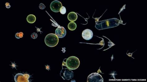 Oceans Hidden World Of Plankton Revealed In Enormous Database