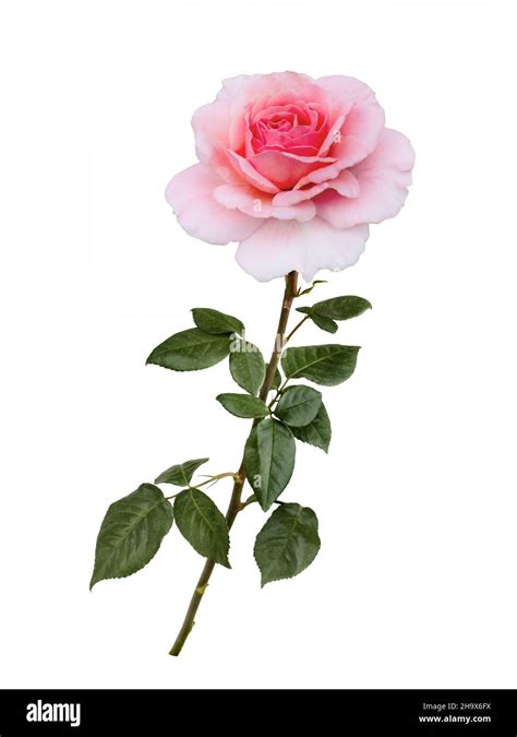 Delicate Pink Rose With Green Leaves Isolated On White Background Stock