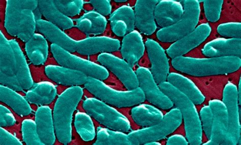 Flesh Eating Bacteria What To Know About Vibrio Vulnificus And How To