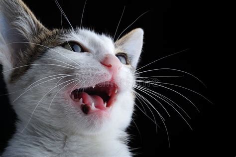 Cat Meowing Stock Image Image Of Soft Lonely Furry 13135005