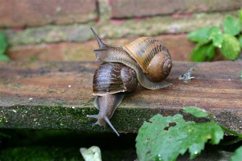 Can T Hurry Love Rare Snail Finds Romance After Global Search Ncpr News