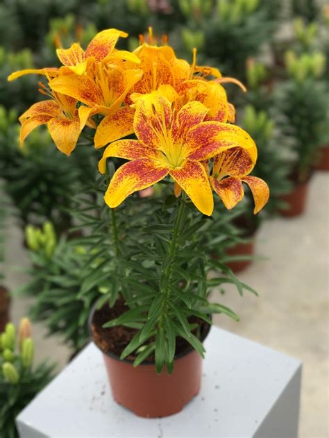 Lily Asiatic 2plant International