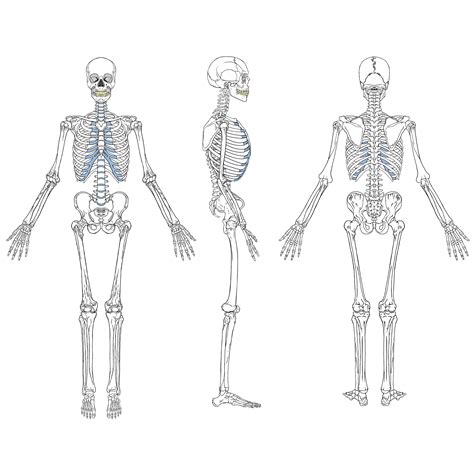 Human Bone Anatomy Drawing Human Male Skeleton From The Front With