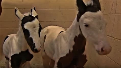 Old Mare Gives Birth To Unique Rare Twin Foals Horse Spirit