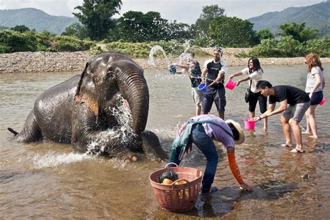 guests give elephants a bath at elephant nature park in northern thailand thailand places
