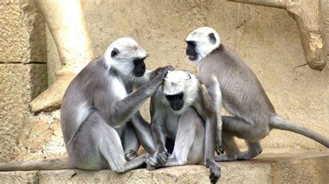¿qué Tipos Y Razas De Monos Existen