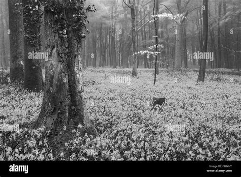 Beautiful Forest Landscape Black And White Stock Photos And Images Alamy