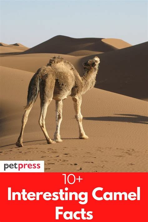 10 interesting and amazing camel facts that you may not know
