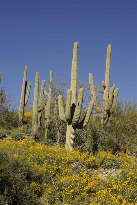 Free Picture Saguaro Cacti Sonoran Desert Cabeza Prieta National