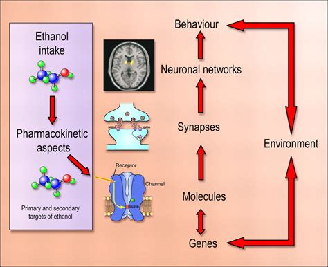 Alcoholism A Systems Approach From Molecular Physiology To Addictive