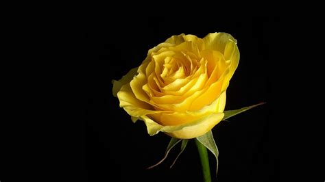 We hope you enjoy our growing collection of hd images to use as a background or. 3D Yellow Rose Wallpapers | Best Yellow Rose HD LiveWallpaper