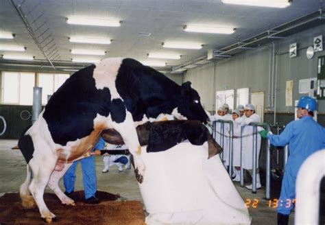 Livestock Cattle Artificial Inseminationanimal Husbandry Home