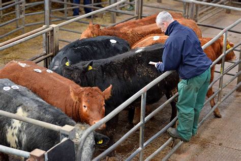Shropshire livestock markets 'vital' to feed the nation through ...