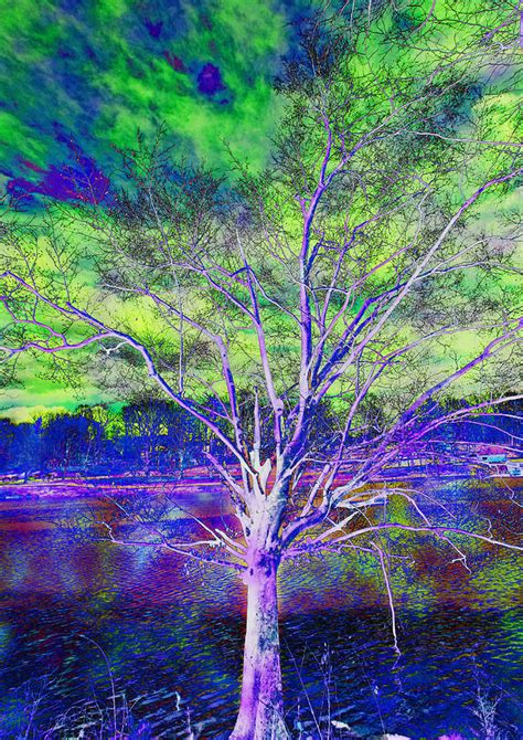 Magical Tree 2 Photograph By Sheila Kay Mcintyre Fine Art America