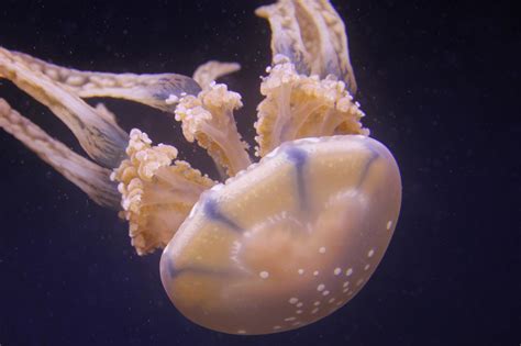 New Antidote For Worlds Deadliest Jellyfish Discovered 2ser