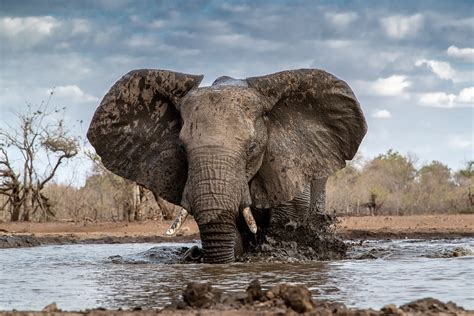 Buy Wildlife Photography Of A Bull African Elephant Cooling At A Water