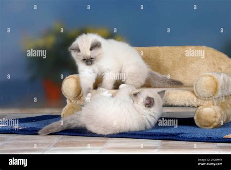 Sacred Cats Of Birman Kitten 8 Weeks Blue Point Stock Photo Alamy