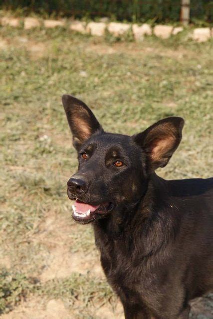 Sonny 2 Year Old Male German Shepherd Dog Available For