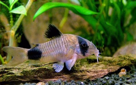 Panda Cory Panda Cory Catfish Info With Care Details And Pictures