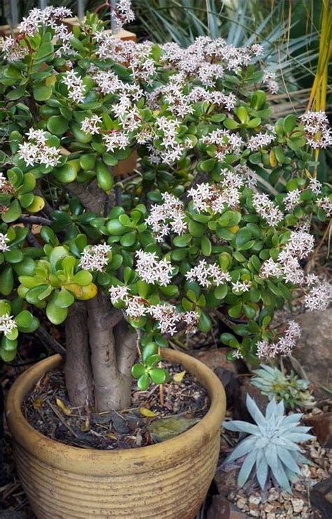 How To Get A Jade Plant To Flower Tips On Flowering Jade Plants
