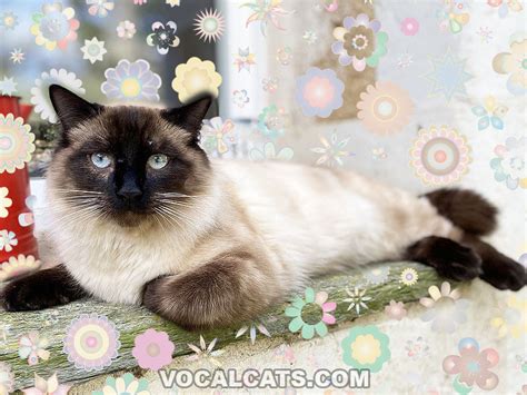 Siamese Ragdoll Cat Ragamese Complete Guide Vocal Cats