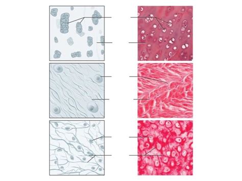Supportive Connective Tissue Cartilage Tissue Hyaline
