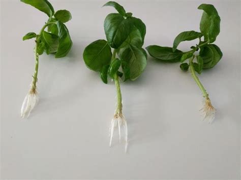 How Deep Do Basil Roots Grow A Complete Guide Planthd