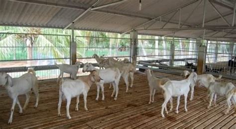 Commercial Goat Farming Report1005 Unit Pashudhan Praharee
