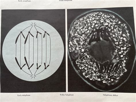 Vintage Cell Division School Chart Mitosis Meiosis Genetics Science