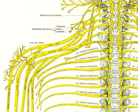 Cervical Spine Nerves Map
