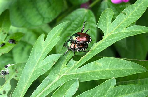 Japanese Beetle Prevention And Control Organic Options Joe Gardener