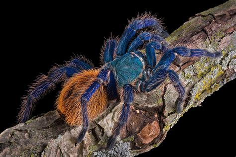 Green Bottle Blue Tarantula Care Guide Pictures Lifespan And More