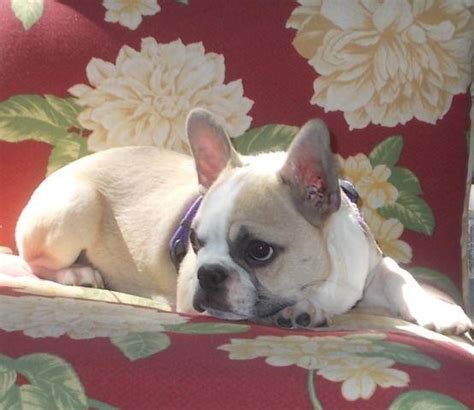 These french bulldog puppies located in oregon come from different cities, including, drain. FAUX FRENCHIE puppies for Sale in Myrtle Creek, Oregon ...