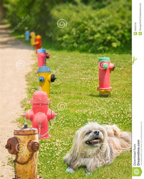 Smiling Dog Fire Hydrants Stock Image Image Of Animal 29403187