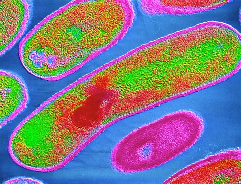 Listeria Monocytogenes Bacteria Visuals Unlimited My Xxx Hot Girl