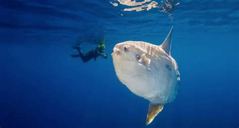 Mola Mola Season Sunfish Atlantis Bali Diving