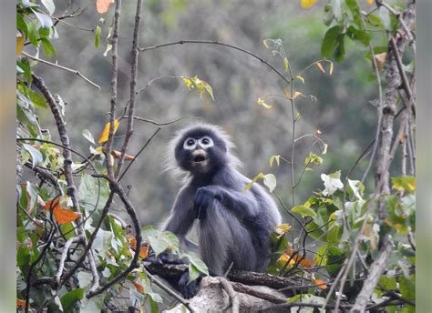 New monkey species found in Myanmar | The Myanmar Times