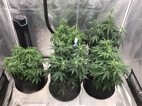 Autoflower Feeding End Week 6 Ppm Using General Hydroponics First