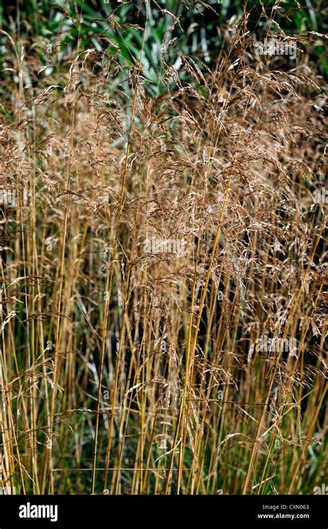 Fall Ornamental Grasses Hi Res Stock Photography And Images Alamy