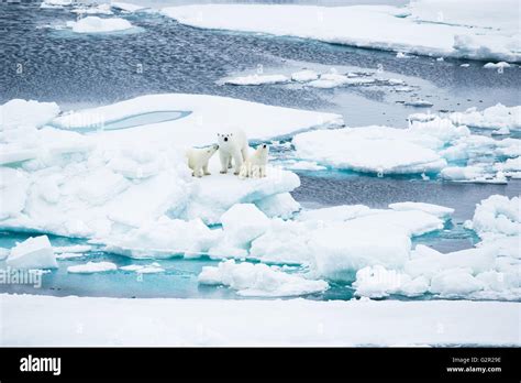 A Polar Bear Mother And Cubs Ursus Arctos Walking On Melting Sea Ice In