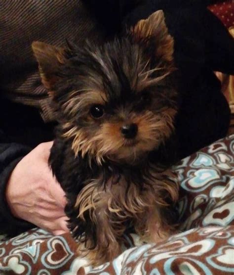 Directory of michigan dog breeders with puppies for sale or dogs for adoption. Free teacup yorkie puppies for sale in michigan and more ...