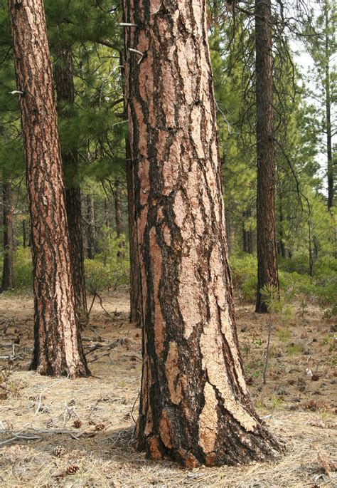 Ponderosa Pine — Underwood Conservation District
