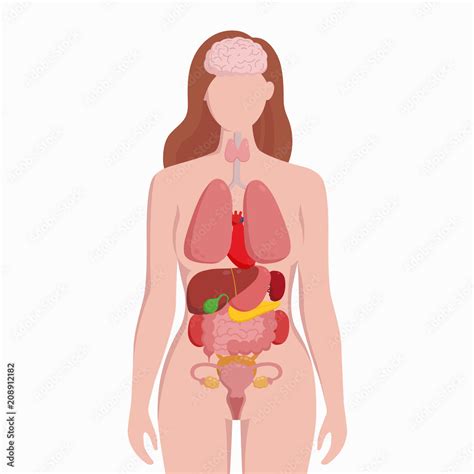 Human Female Body With Internal Organs Schema Flat Infographic Poster
