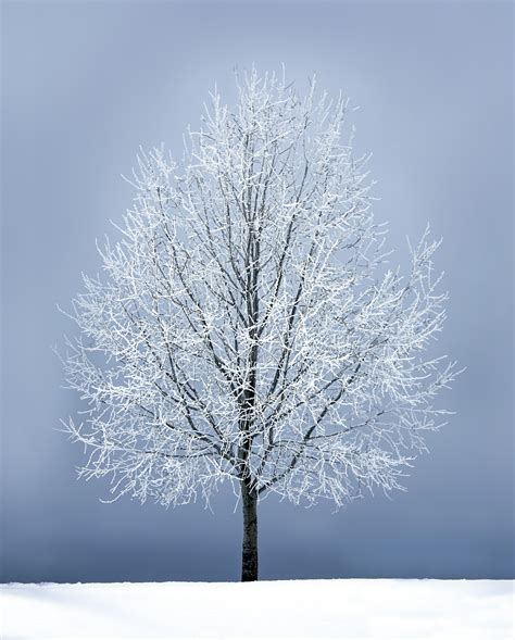 Leafless Tree Under Gray Sky · Free Stock Photo