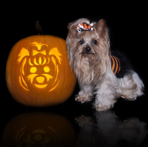 Simple Dog Pumpkin Carving Ideas